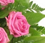 Cosulet trandafiri roz