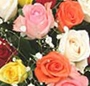 Cos trandafiri multicolori