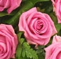 Cosulet trandafiri roz