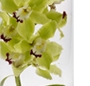 Orhideea cymbidium in vaza