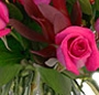 Trandafiri roz de lux